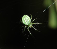 Araneus ginninderranus
