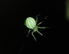 Araneus ginninderranus