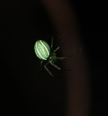 Araneus ginninderranus