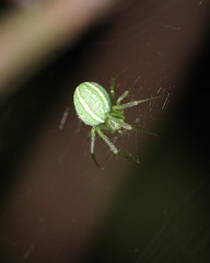 Araneus ginninderranus