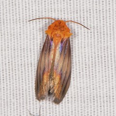 Eulithosia plesioglauca