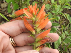 Castilleja patriotica