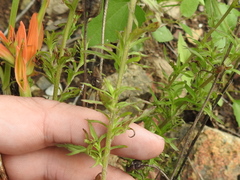 Castilleja patriotica