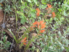 Castilleja patriotica