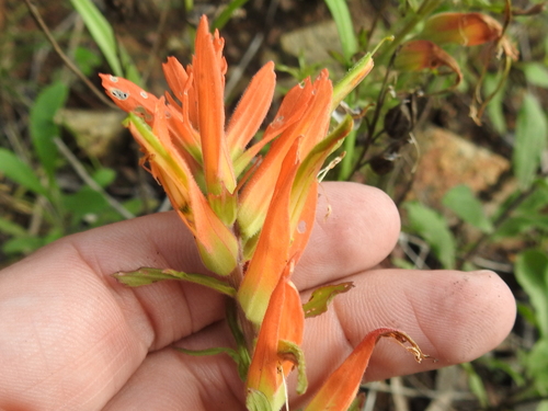 Image of Castilleja patriotica by (c) Sam Kieschnick, some rights reserved (CC BY)