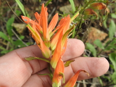 Castilleja patriotica