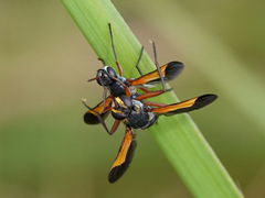 Paraclara