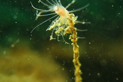 Ectopleura crocea