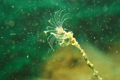 Ectopleura crocea
