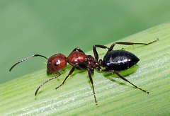 Camponotus ruber