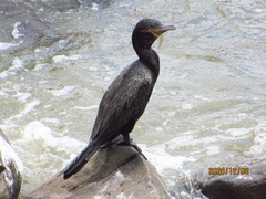 Nannopterum brasilianum