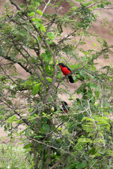 Laniarius erythrogaster