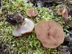 Gyromitra parma