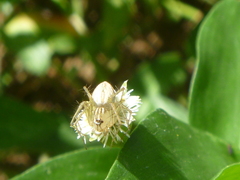 Oxyopes