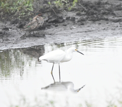 Egretta thula
