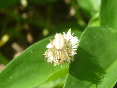 Oxyopes