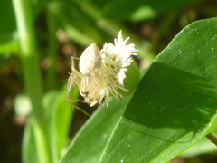 Oxyopes