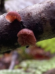 Panellus violaceofulvus
