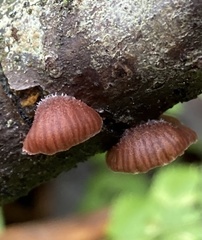 Panellus violaceofulvus
