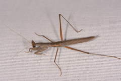 Yersiniops solitarius