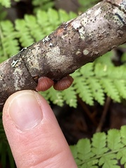 Panellus violaceofulvus