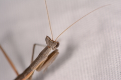 Yersiniops solitarius