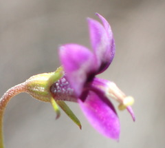 Monopsis simplex