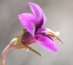 Monopsis simplex