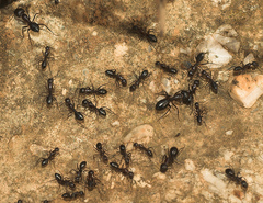 Camponotus sylvaticus