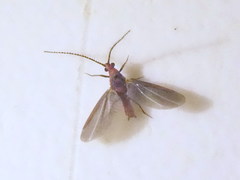 Palaeococcus fuscipennis