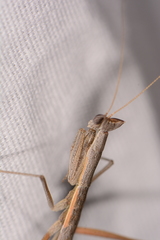 Yersiniops solitarius