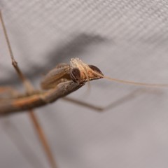 Yersiniops solitarius