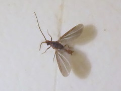 Palaeococcus fuscipennis