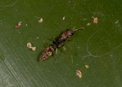 Pseudomyrmex boopis