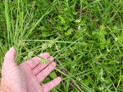 Spermacoce natalensis