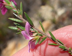 Acmadenia trigona