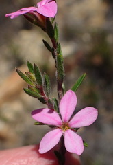 Acmadenia trigona