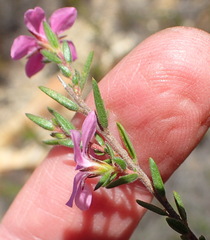 Acmadenia trigona