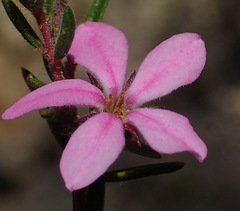 Acmadenia trigona
