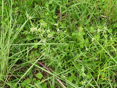 Spermacoce natalensis