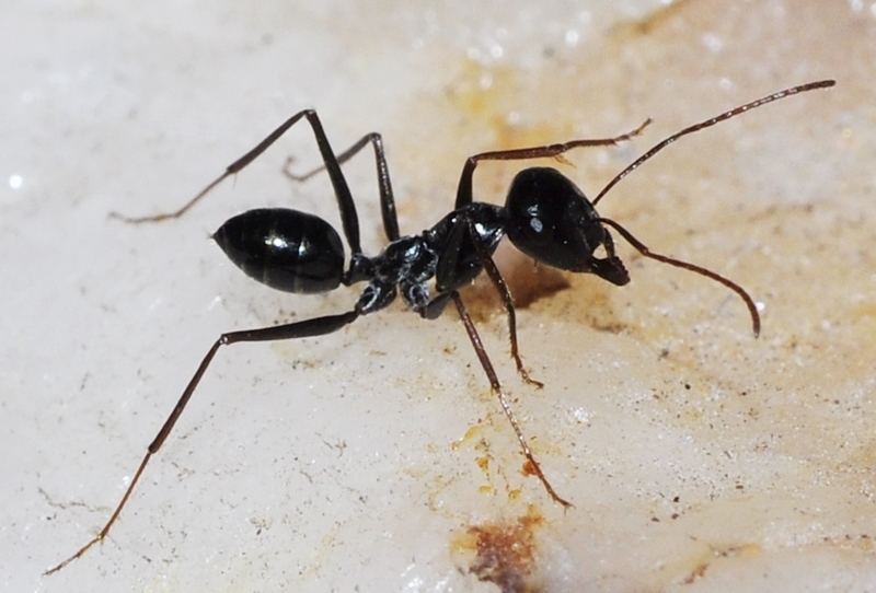 Cataglyphis iberica