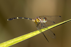 Nannophlebia eludens