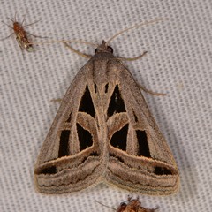 Callistege diagonalis