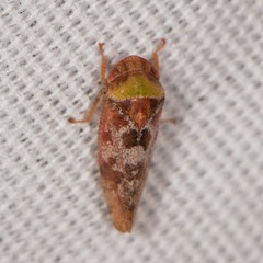Dragonana dracontea