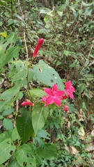 Ipomoea repanda