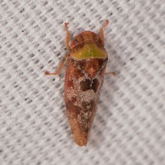 Dragonana dracontea