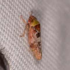 Dragonana dracontea
