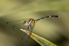 Nannophlebia eludens