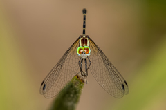 Nannophlebia eludens