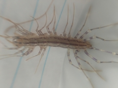Scutigera coleoptrata
